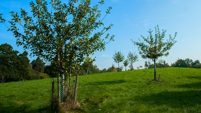 Naturführung zur Obstwiese